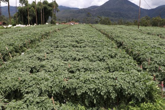 Seed potatoes in Indonesia