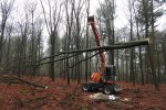 Weighing of the top part of the beech tree