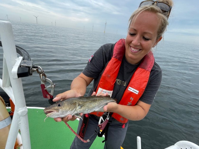 In Borssele wind farm, the swimming behavior of cod is studied via transmitters and receivers. Photo: Sophie Neitzel.