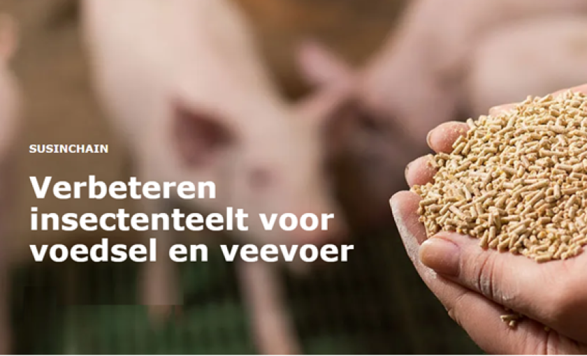 Artikel: Verbeteren insectenteelt voor voedsel en veevoer