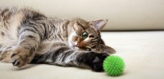 Cat playing with a toy