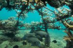 12.Construction of an artificial coral reef in Kenya - photo Ewout Knoester 