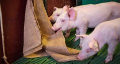 Pigs playing with enrichment 